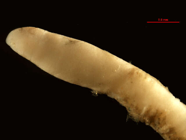 Image of Tubulanus polymorphus Renier 1804