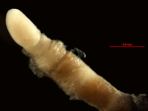 Image of Tubulanus