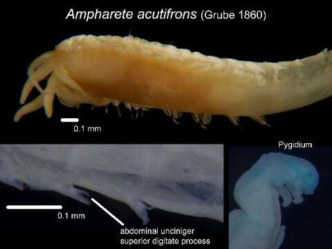 Image of Ampharete acutifrons (Grube 1860)