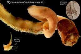 Image of bloodworms