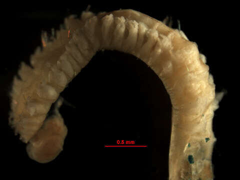 Image of Spiophanes berkeleyorum Pettibone 1962