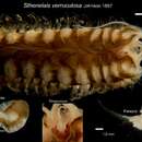 Sthenelais verruculosa Johnson 1897 resmi