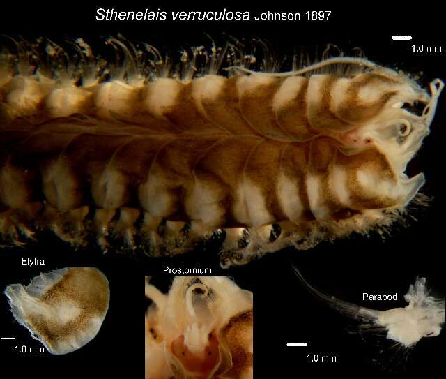 Image of sigalionid scaleworms