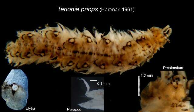 Image of Tenonia priops (Hartman 1961)
