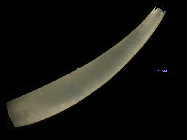 Image of four-slit toothshell