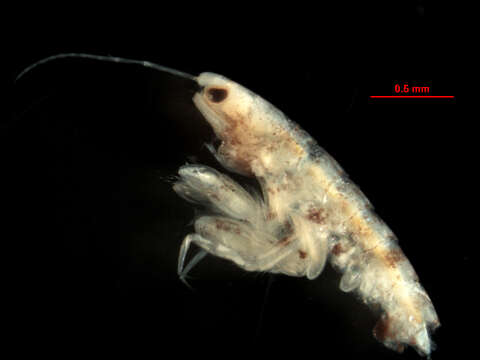 <i>Amphideutopus oculatus</i>的圖片