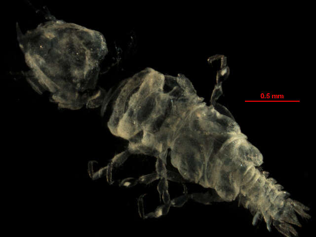 Image de Caecognathia crenulatifrons (Monod 1926)