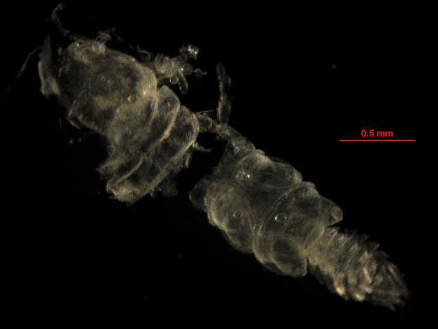 Image of Caecognathia crenulatifrons (Monod 1926)
