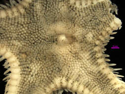 Image of Astropecten verrilli