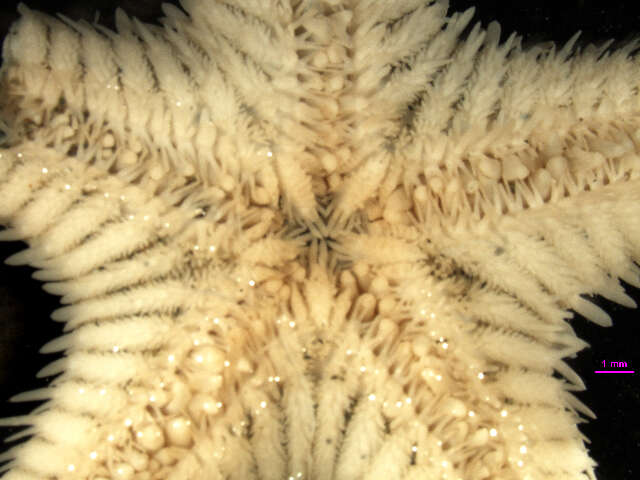 Image of Astropecten verrilli