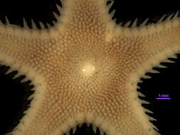 Image of Astropecten verrilli