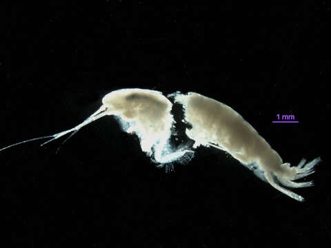 Image of Ampelisca careyi Dickinson 1982