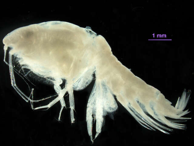 Image of Ampelisca careyi Dickinson 1982