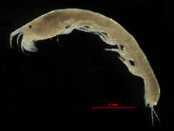 Image of Leptochelia dubia cmplx