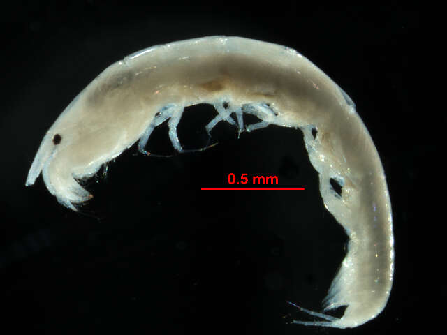 Image of Leptochelia dubia cmplx