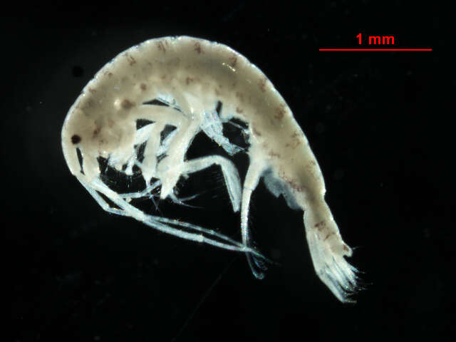 Image of Protomedeia