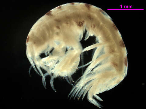 Image of Idunella diffusa (J. L. Barnard 1959)