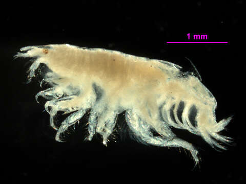 Image of Cephalophoxoides Gurjanova 1977