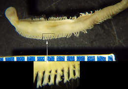 Image of Glycera americana Leidy 1855