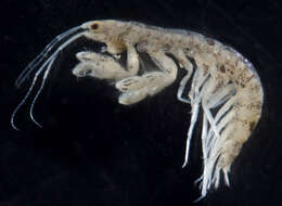 Imagem de <i>Amphideutopus oculatus</i>