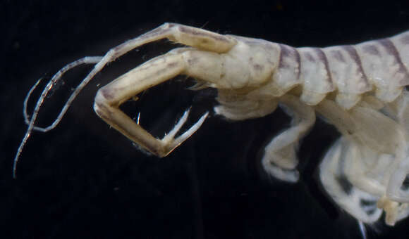 Image of Amphipod