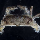 Image of longlegged pea crab