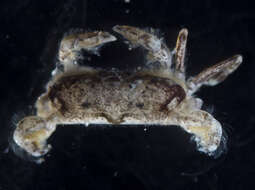 Image of longlegged pea crab