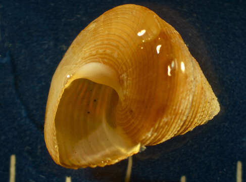 Sivun Calliostoma keenae McLean 1970 kuva