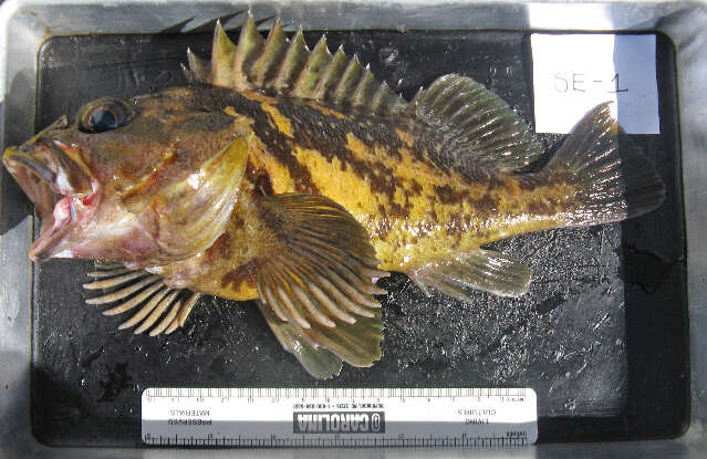 Image of Black-and-yellow rockfish