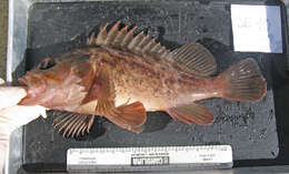 Image of Brown rockfish