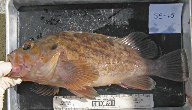 Image of Brown rockfish