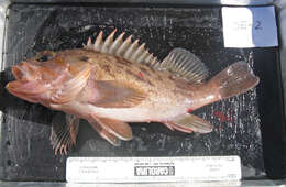 Image of Brown rockfish