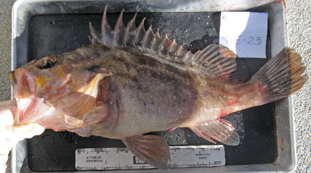 Image of Brown rockfish