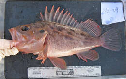 Image of Brown rockfish