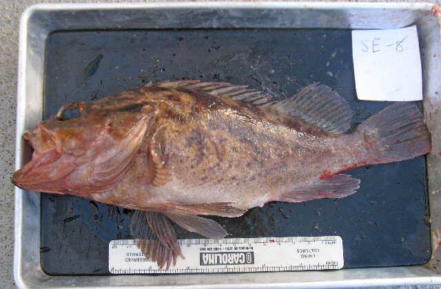 Image of Brown rockfish