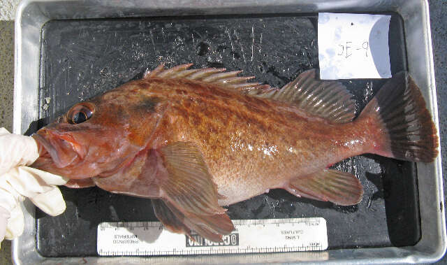 Image of Brown rockfish