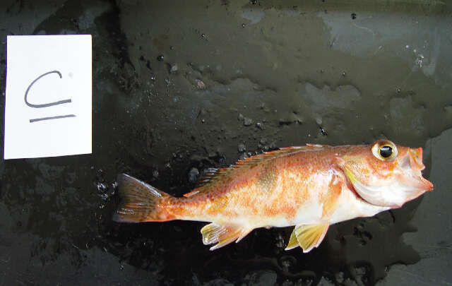 Image of Halfbanded rockfish