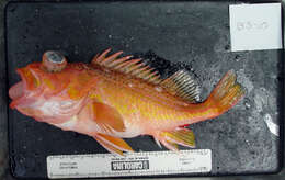 Image of Greenspotted rockfish