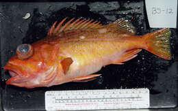 Image of Greenspotted rockfish