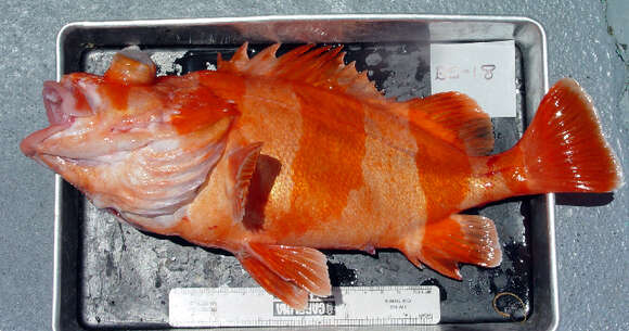 Image of Flag rockfish