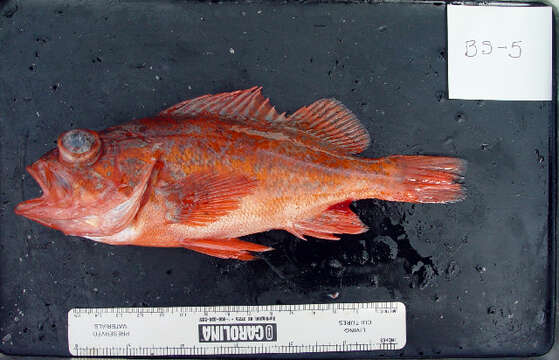 Image of Vermilion rockfish