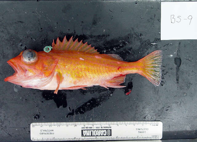 Image of Swordspine rockfish