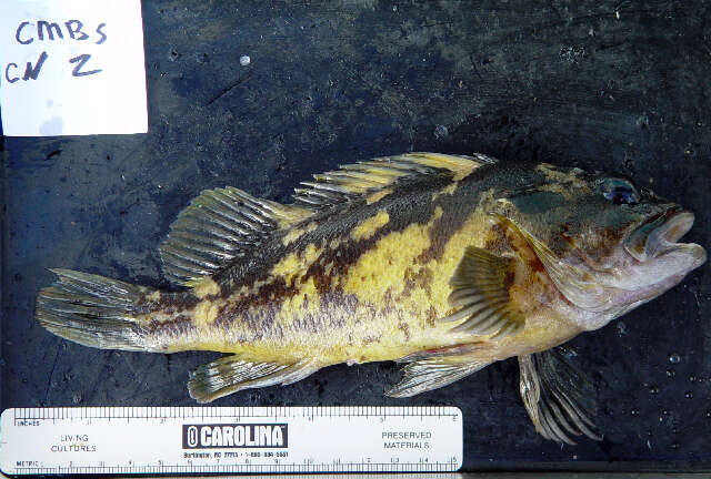 Image of Black-and-yellow rockfish