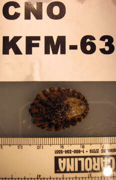 Image of owl limpet