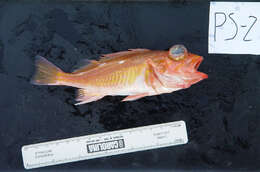 Image of Swordspine rockfish