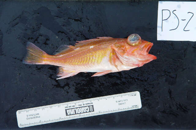 Image of Swordspine rockfish