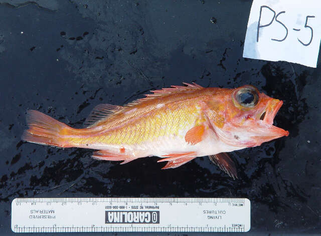 Image of Swordspine rockfish
