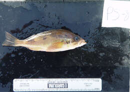 Image of Squarespot rockfish