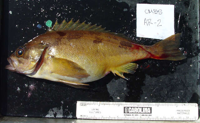 Image of Squarespot rockfish