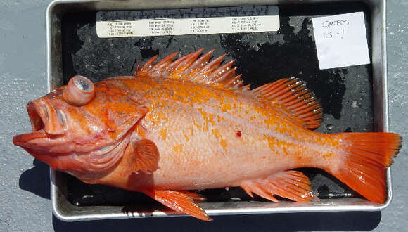Image of Vermilion rockfish